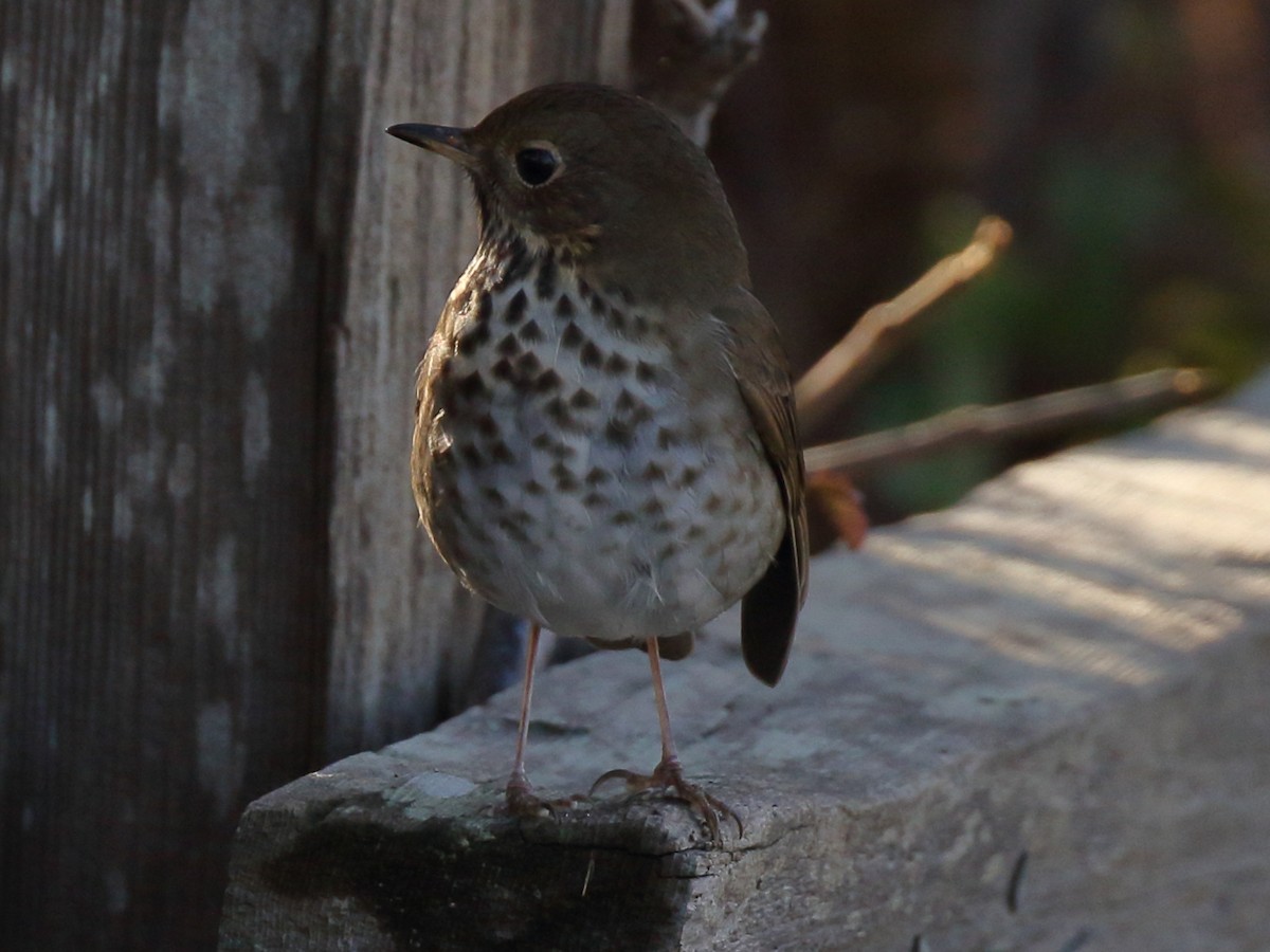 Hermit Thrush - Sharif Uddin