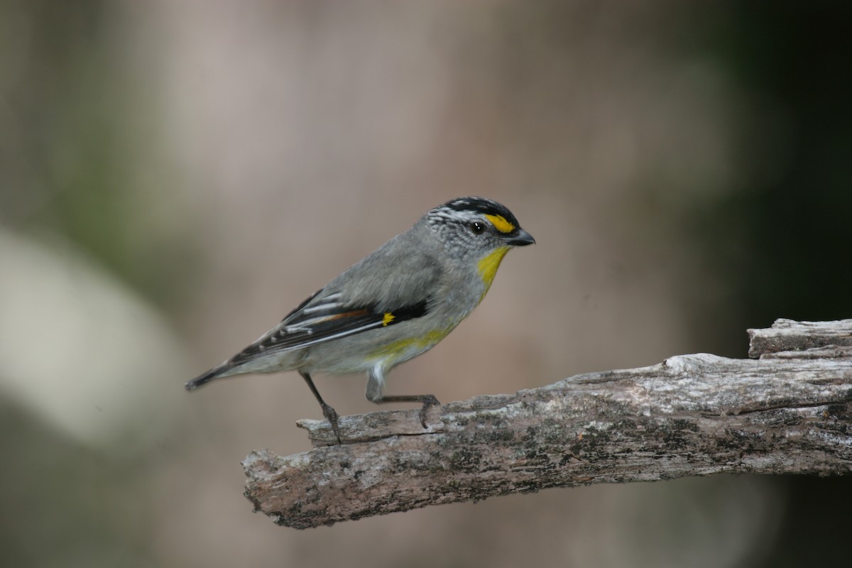 Striated Pardalote (Yellow-tipped) - Kristof Zyskowski