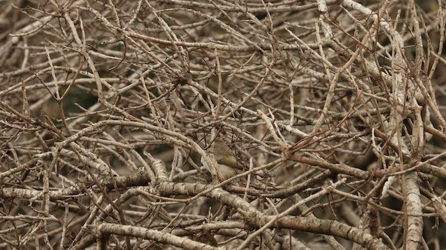 Eastern Bonelli's Warbler - ML436008481