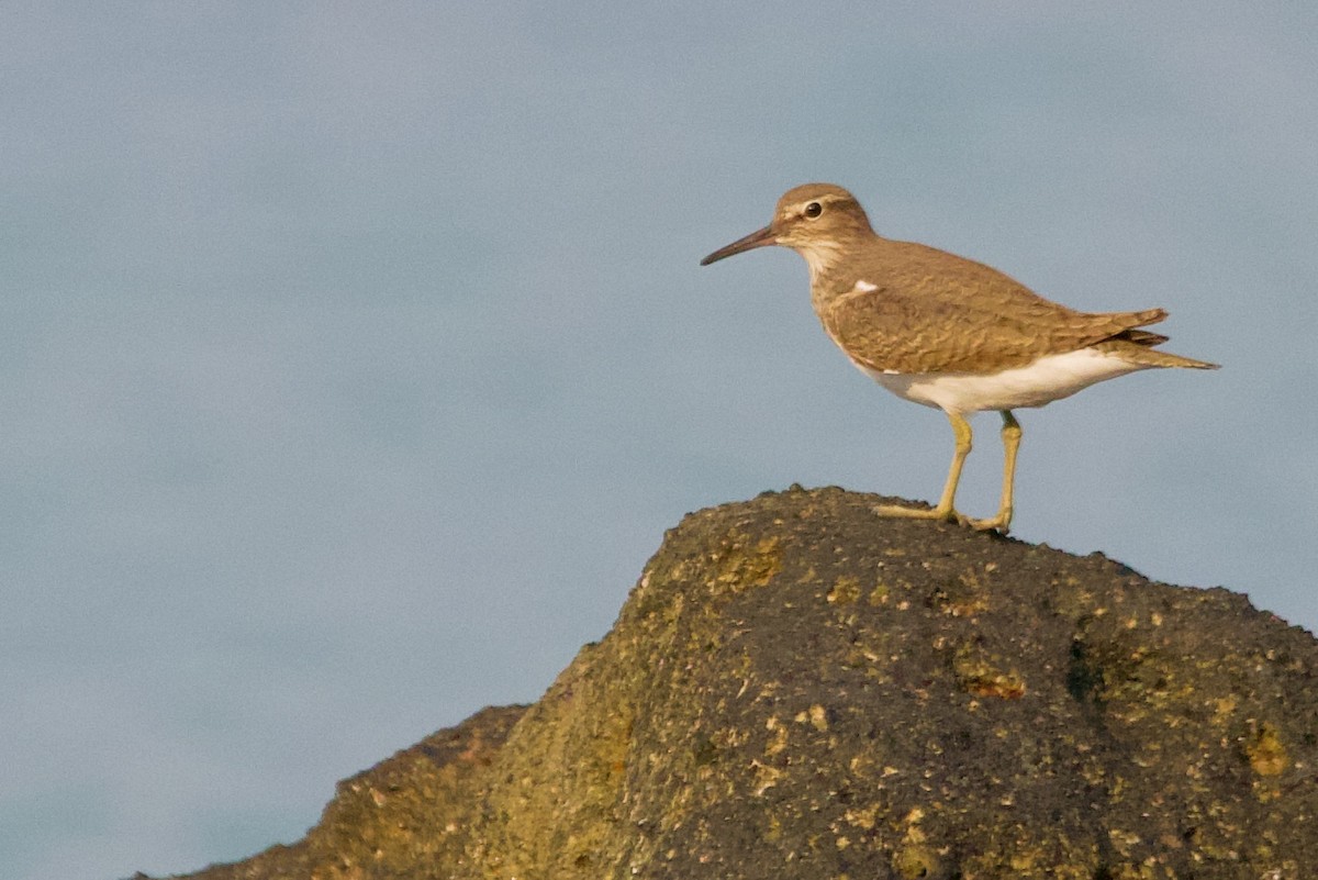 Common Sandpiper - Brad Kremer