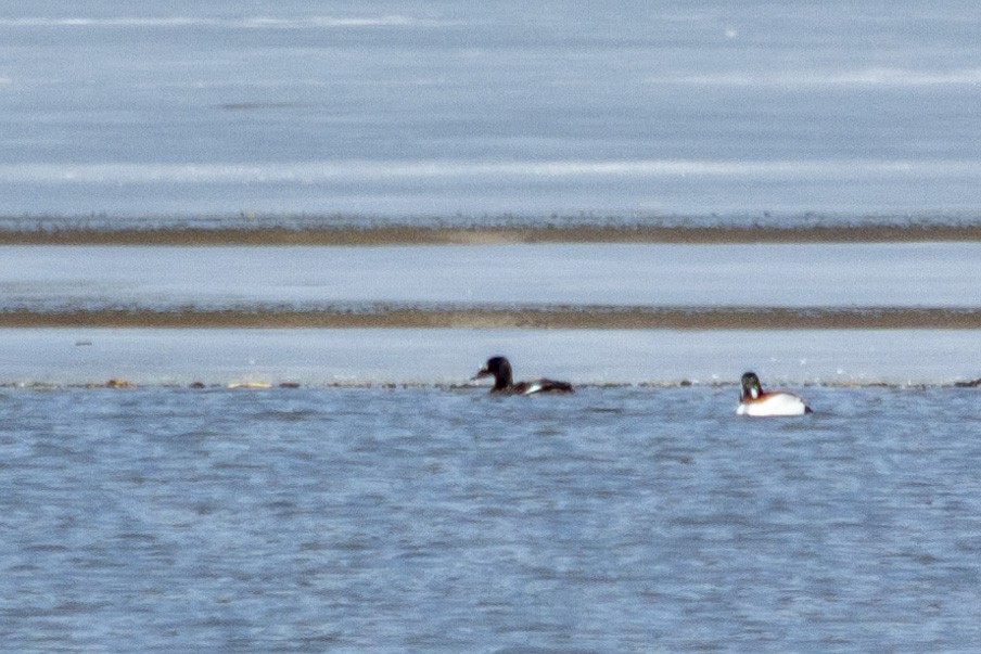 White-winged Scoter - Caleb Myers