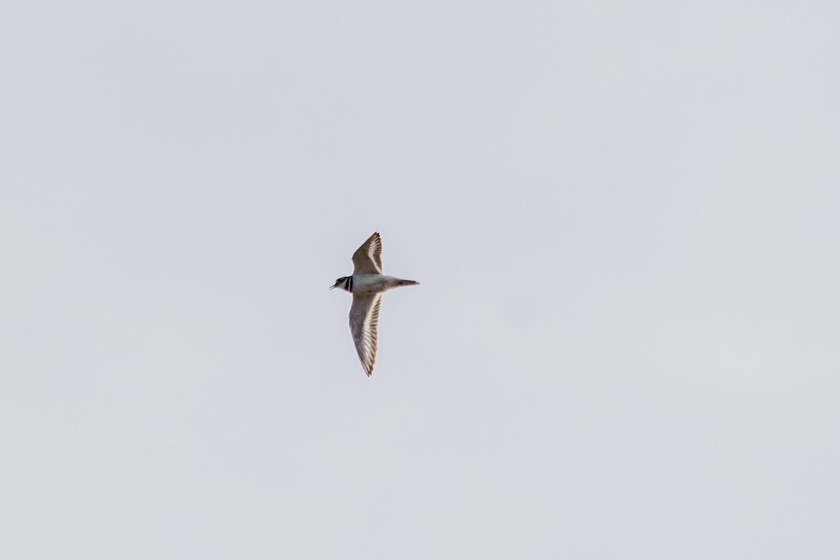 Killdeer - ML436010671