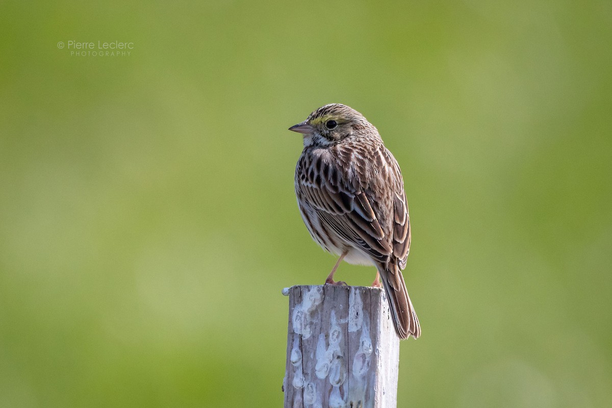 Savannah Sparrow - ML436010971