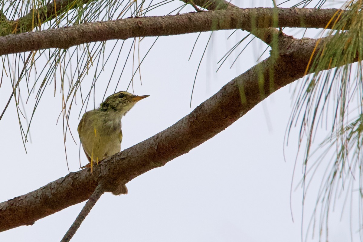 Two-barred Warbler - ML436014011