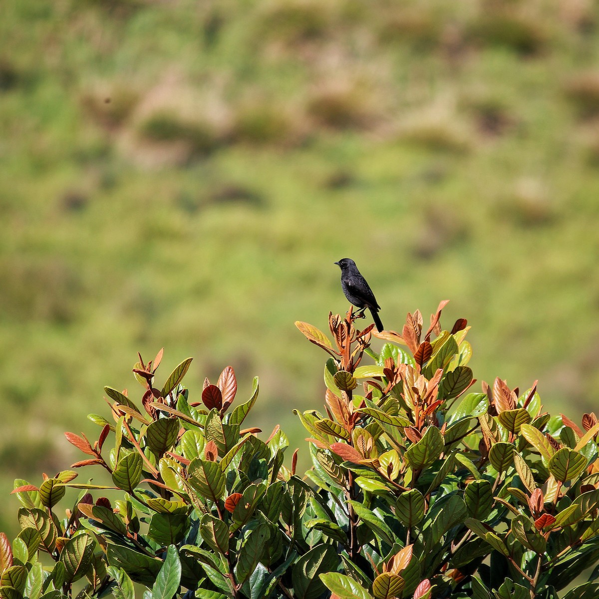 Pied Bushchat - ML436015131