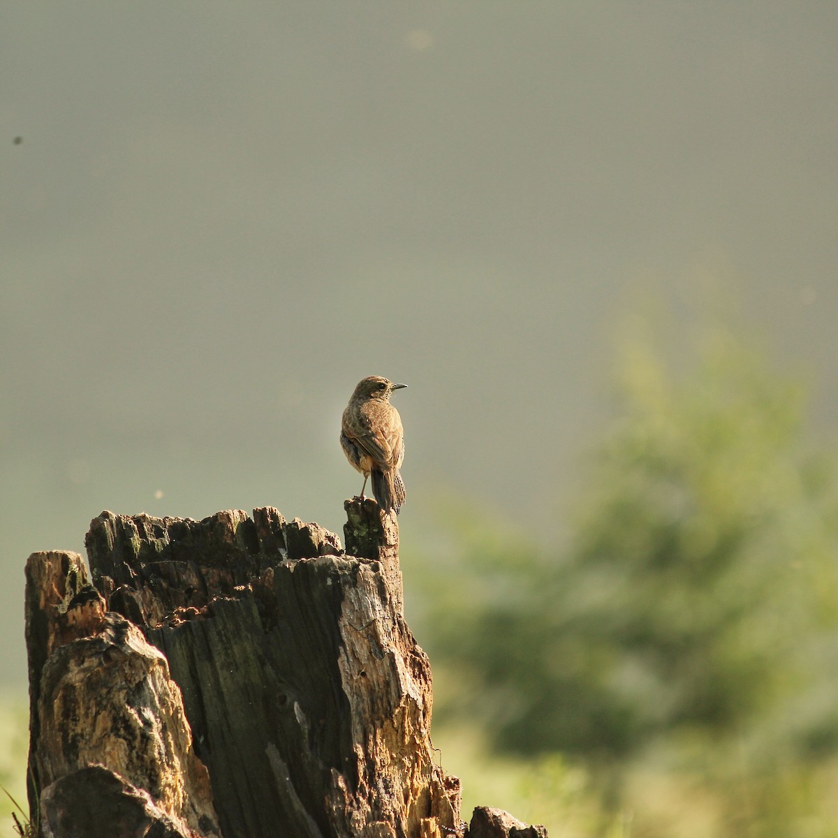 Pied Bushchat - ML436015141