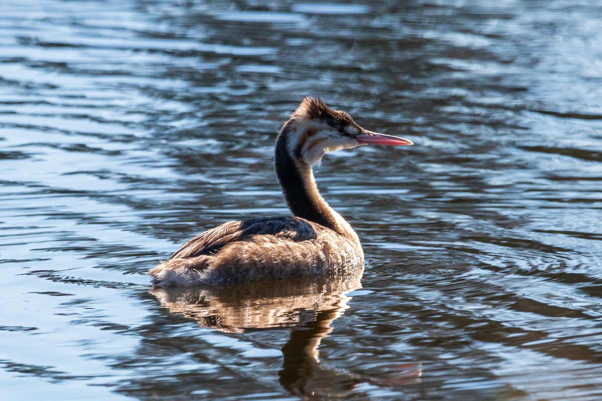 Great Crested Grebe - ML436015591