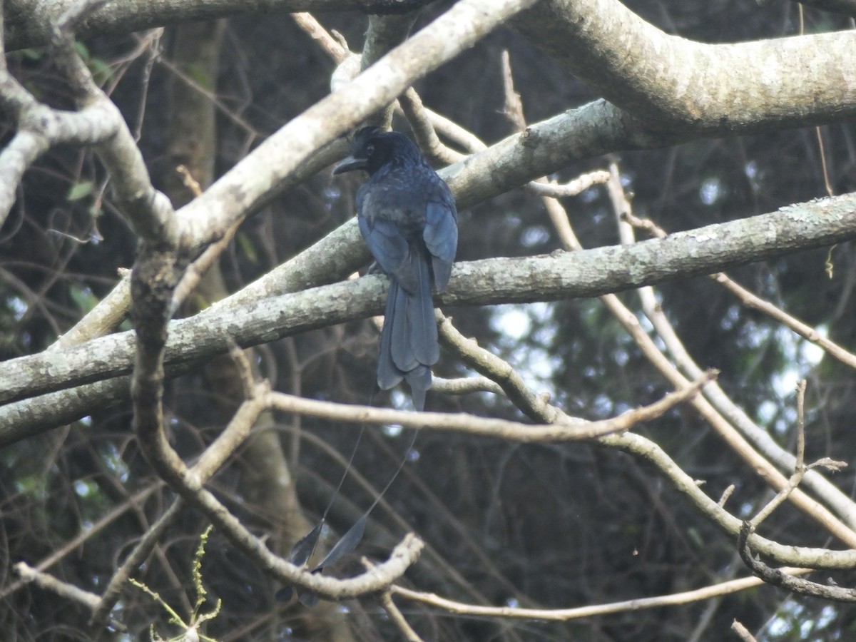 Greater Racket-tailed Drongo - ML436015771