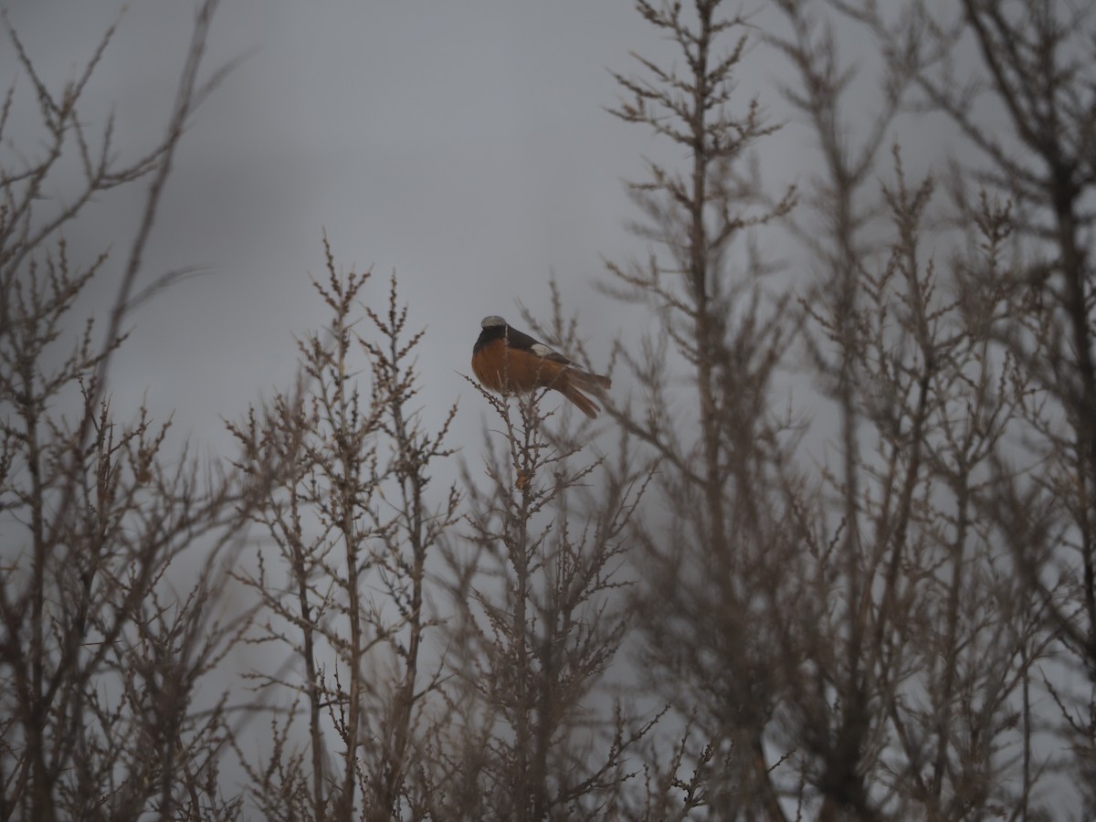 White-winged Redstart - ML436016371