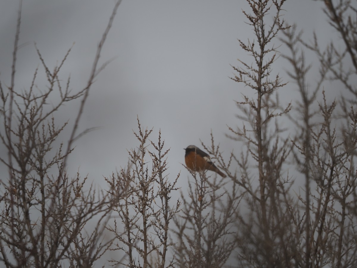 Rougequeue de Güldenstädt - ML436016391