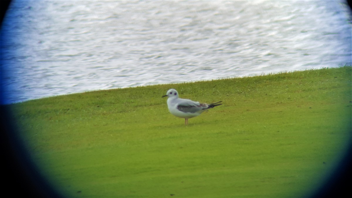 Bonaparte's Gull - ML43601711