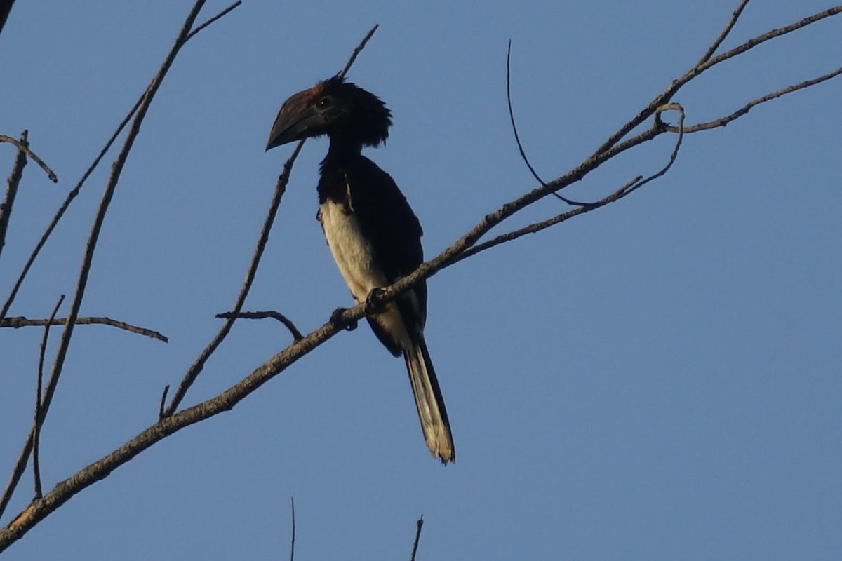 Trumpeter Hornbill - ML436017161