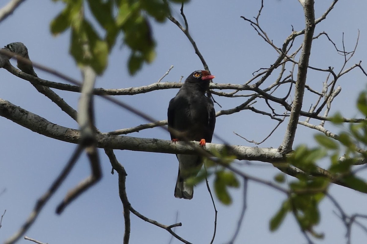 Chestnut-fronted Helmetshrike - ML436017361