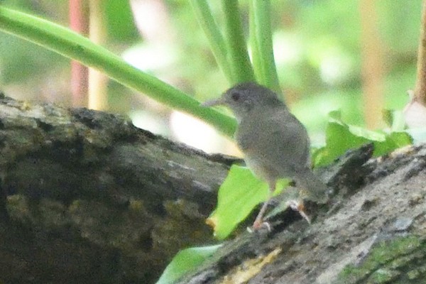 Sumatran Babbler - ML436017471