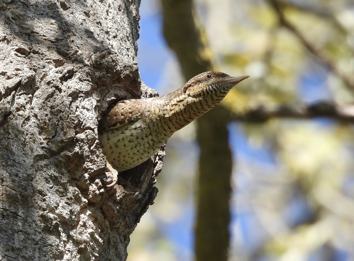 Eurasian Wryneck - ML436018241