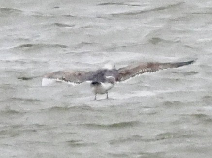 Lesser Black-backed Gull - ML436018911