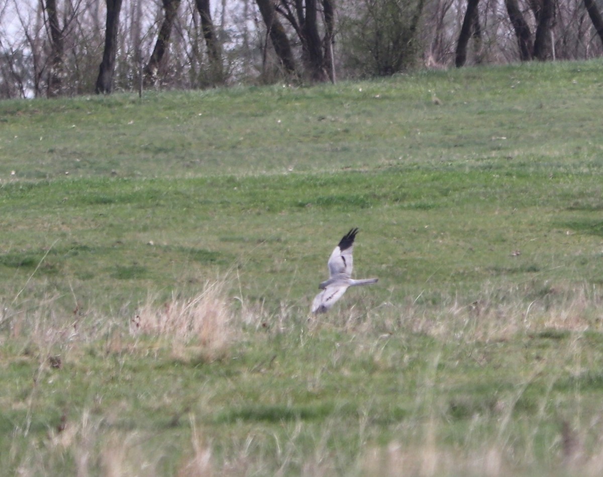 Montagu's Harrier - Miloslav Mišík