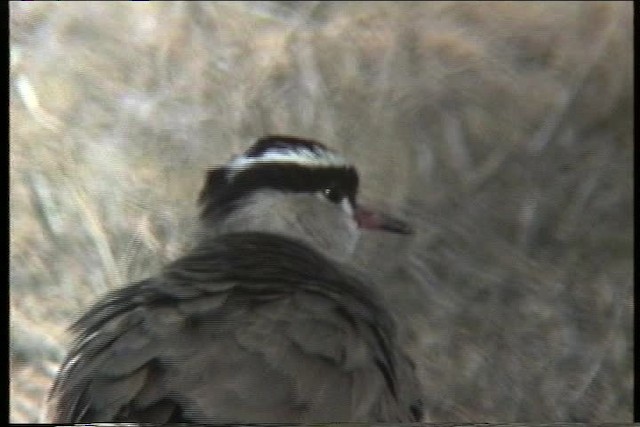 Crowned Lapwing - ML436020