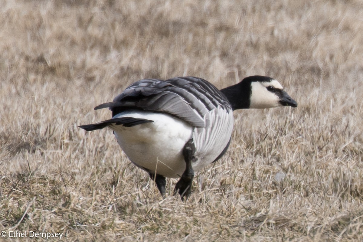 Barnacle Goose - ML436020031