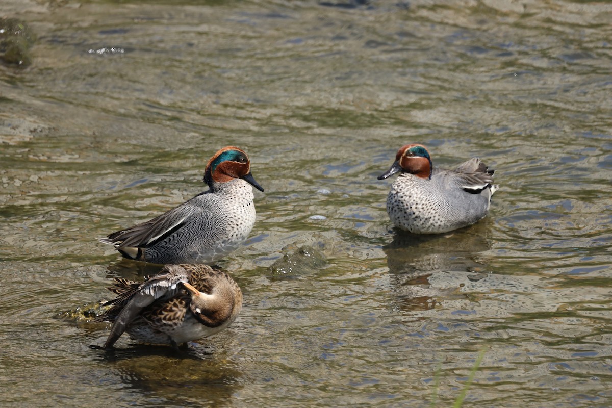 Green-winged Teal - ML436020911