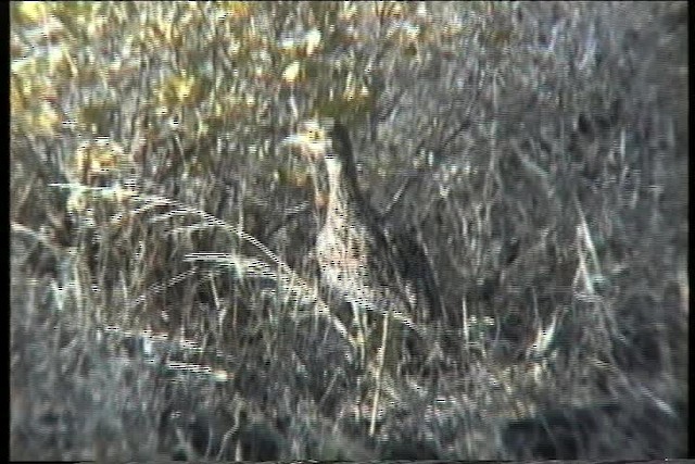 Spotted Thick-knee - ML436021