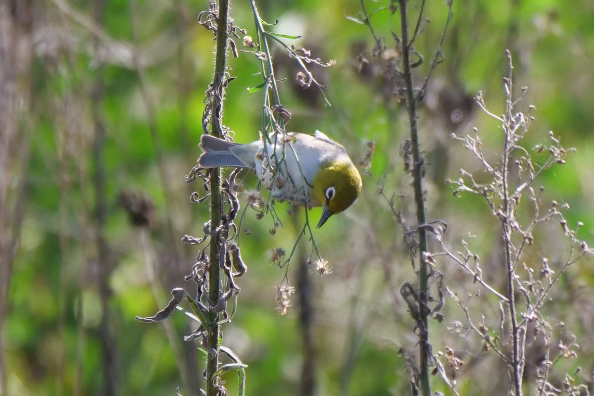 Silvereye - Jenny Stiles