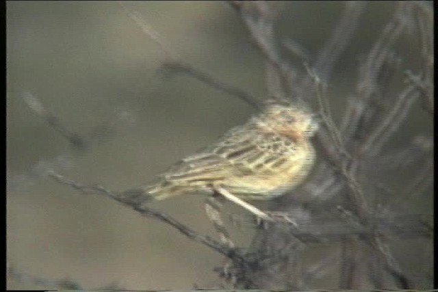 Golden Pipit - ML436023