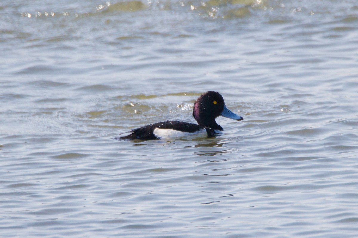 Tufted Duck - bryan moon