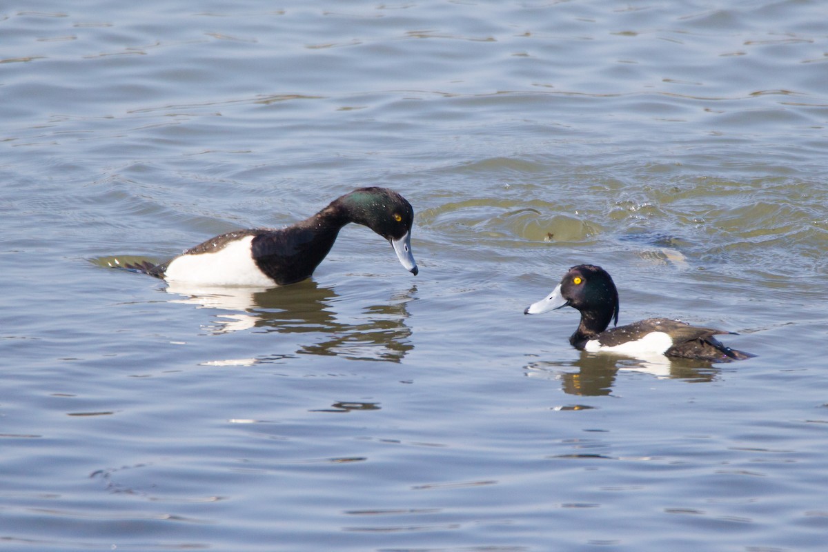 Tufted Duck - bryan moon