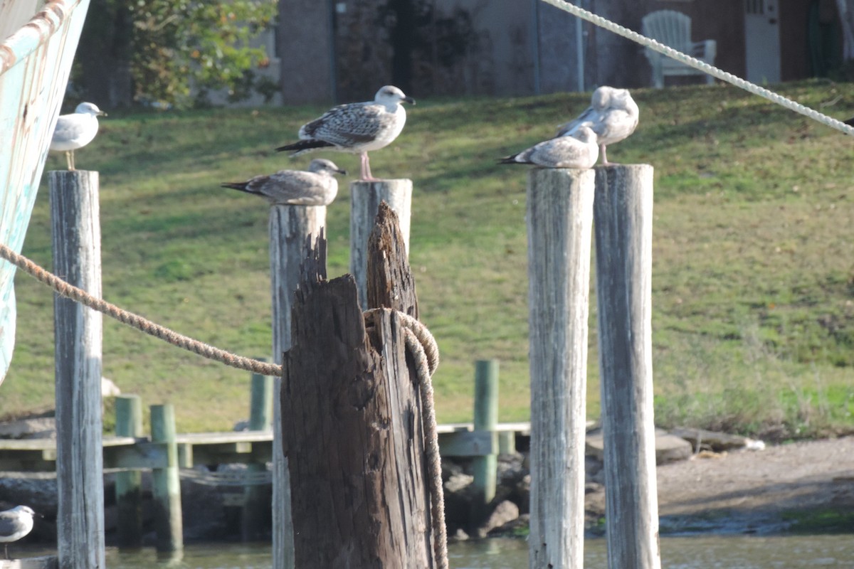 Great Black-backed Gull - ML43602371