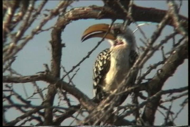 Eastern Yellow-billed Hornbill - ML436024