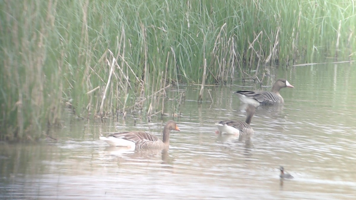 Greater White-fronted Goose - ML436024361