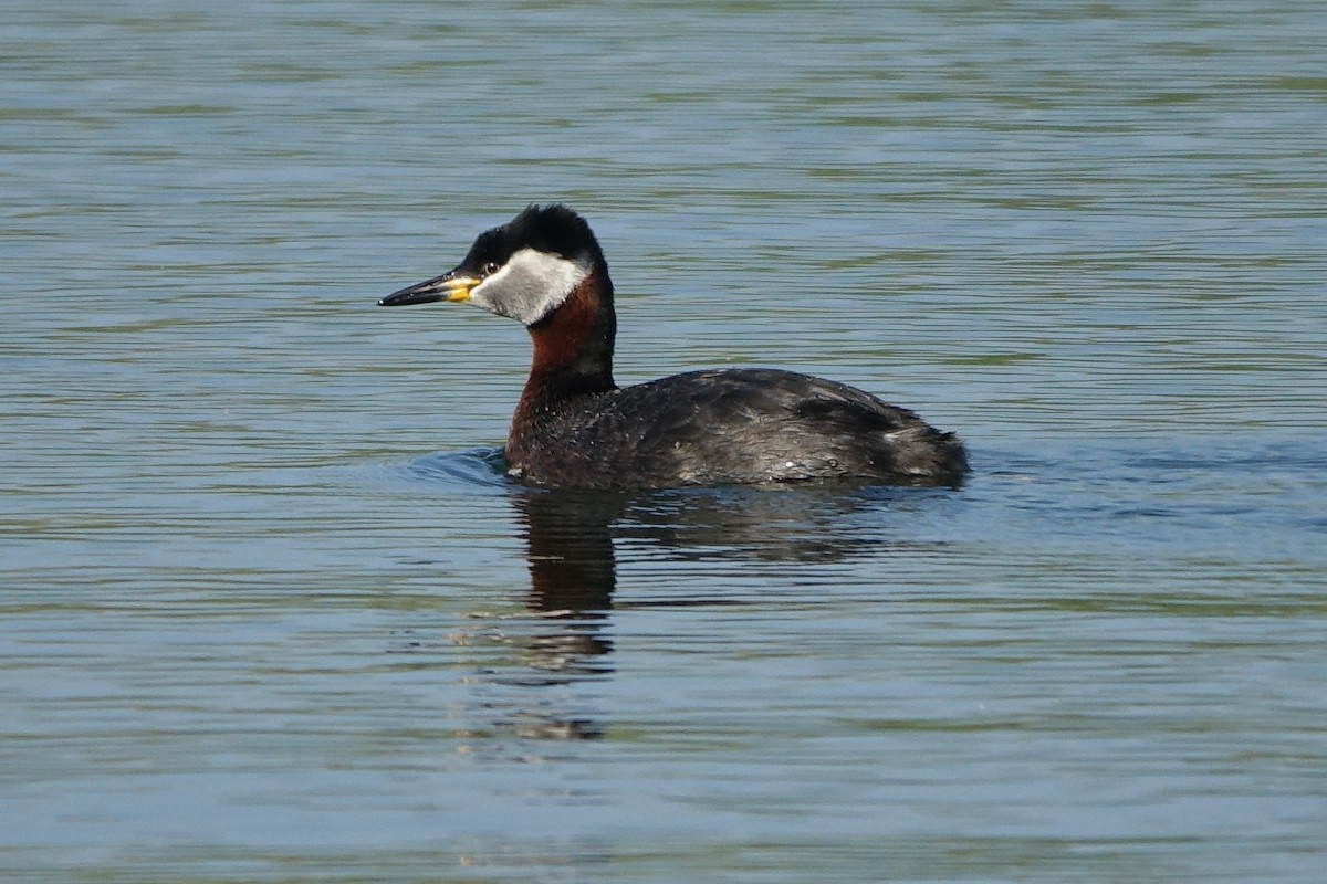 Red-necked Grebe - Bernard Varesi