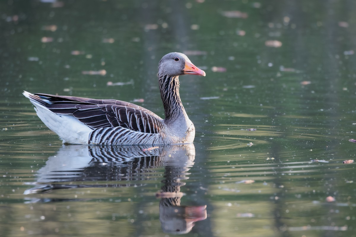 Graylag Goose - ML436026831