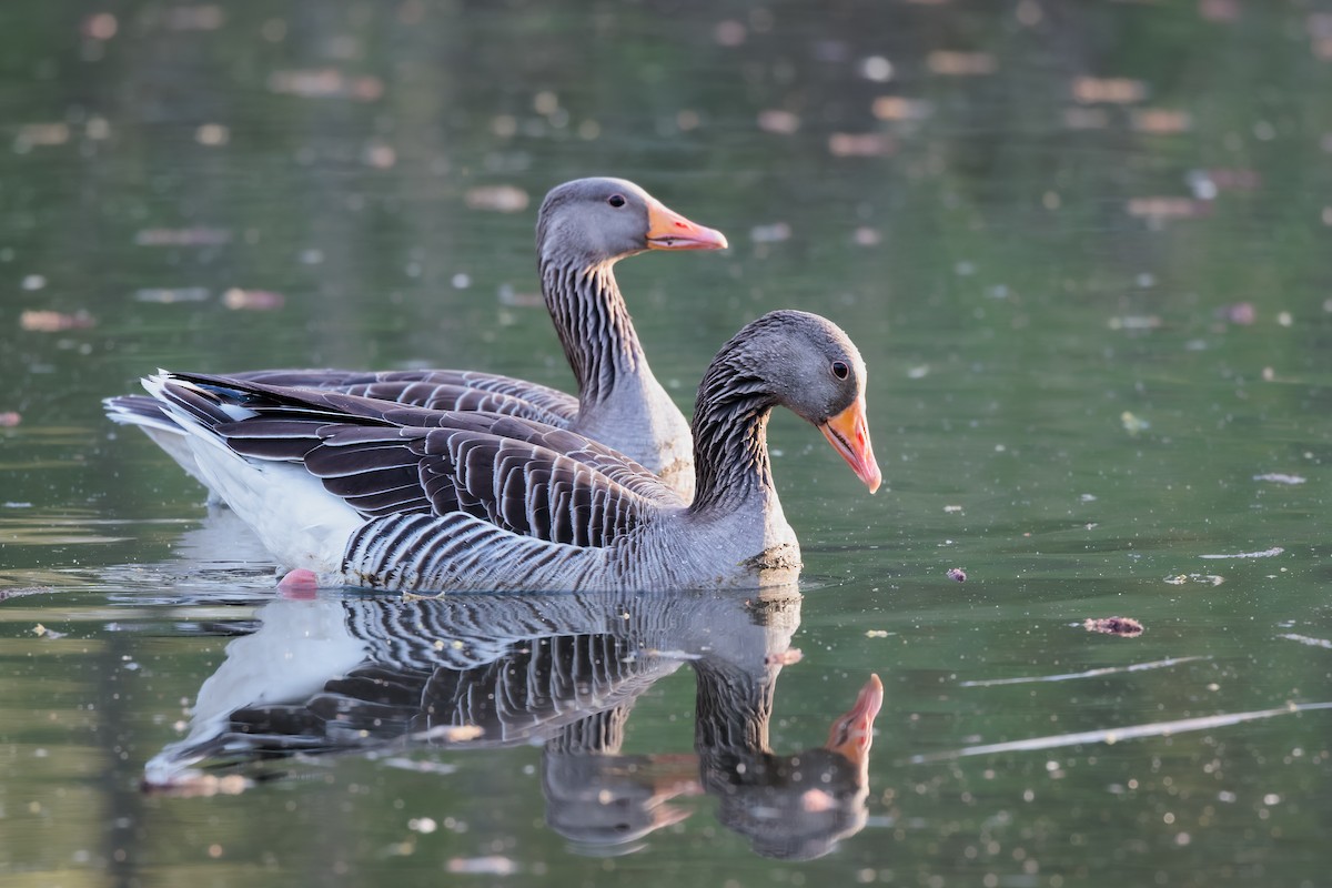Graylag Goose - ML436026841