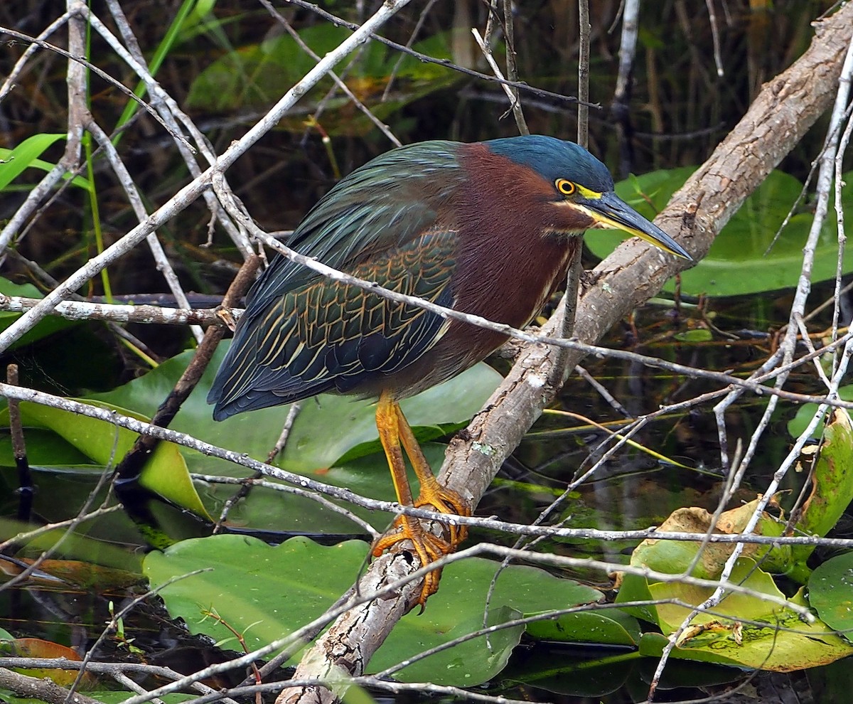 Green Heron - ML436027791