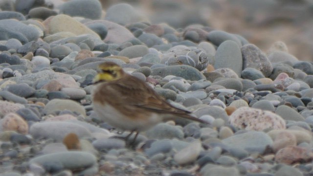 Horned Lark - ML436031051