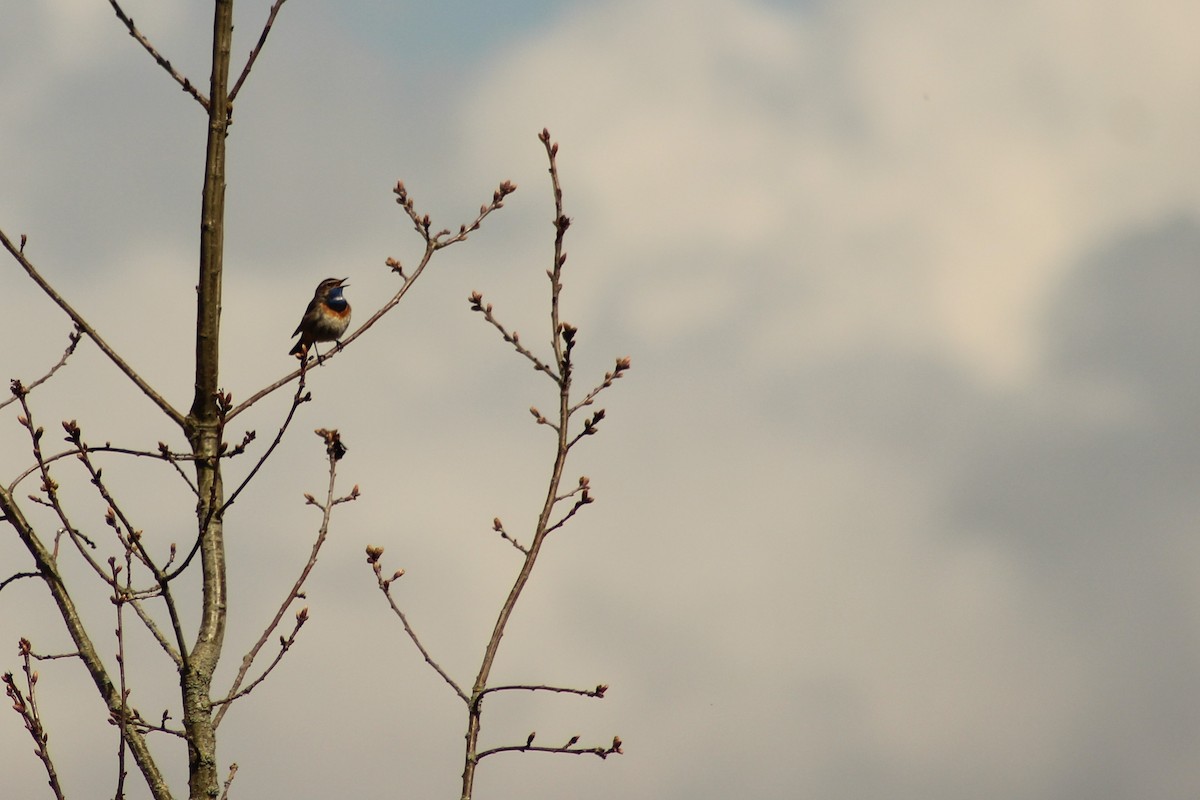 Bluethroat - ML436031331