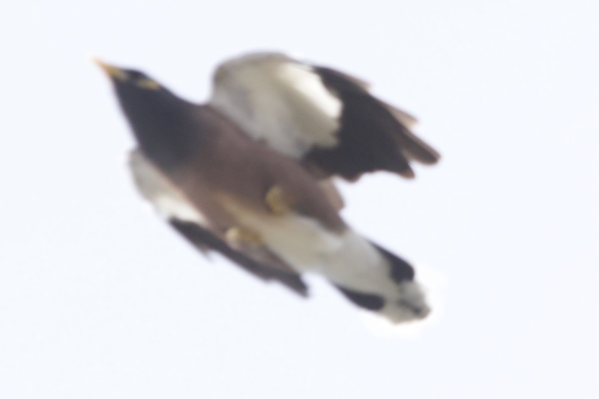 Common Myna - Zebedee Muller