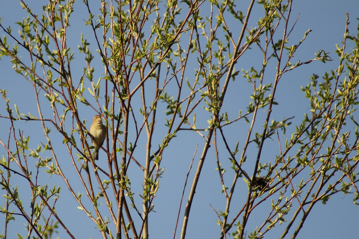 Willow Warbler - ML436032061