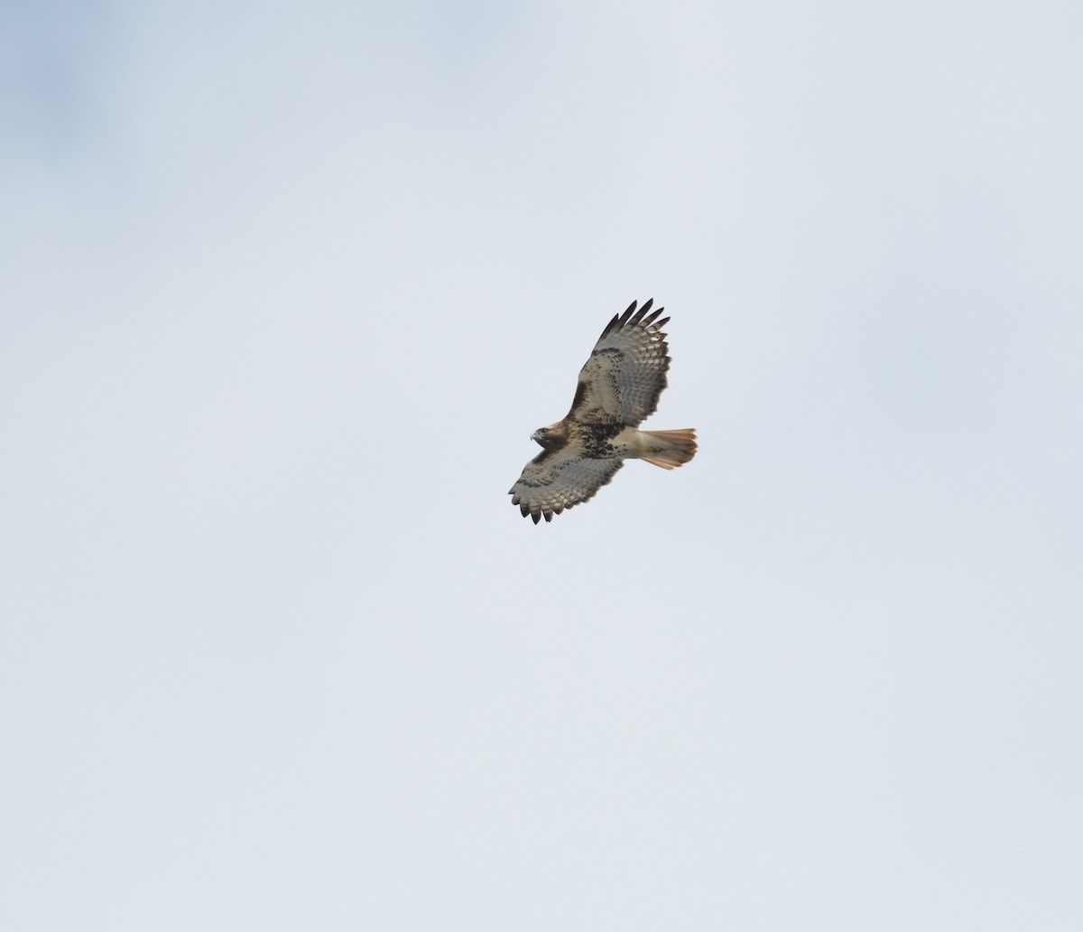 Red-tailed Hawk - ML436035091