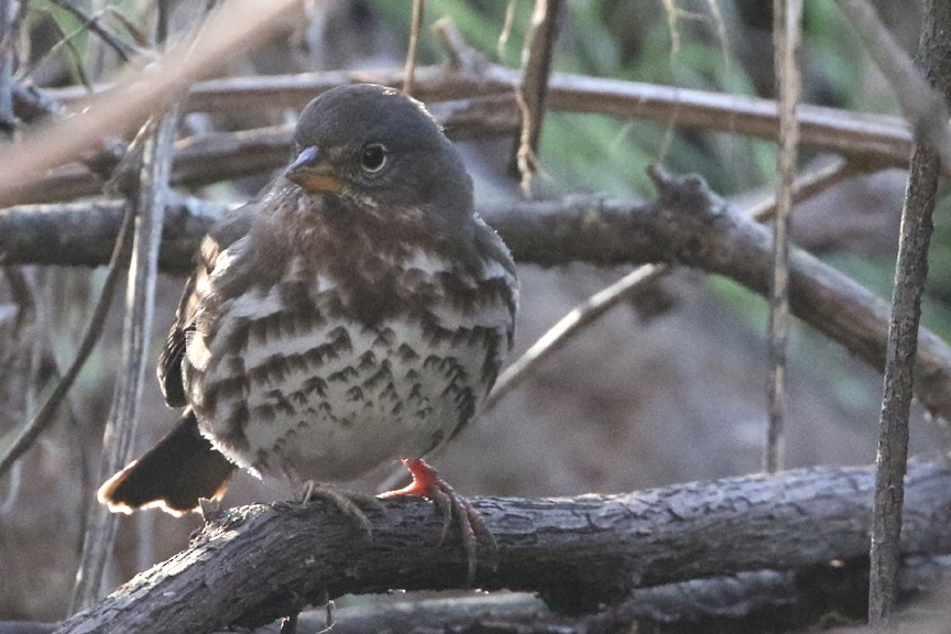 Fox Sparrow (Sooty) - Stephen Fettig