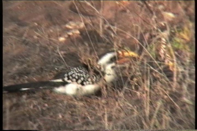 Eastern Yellow-billed Hornbill - ML436036