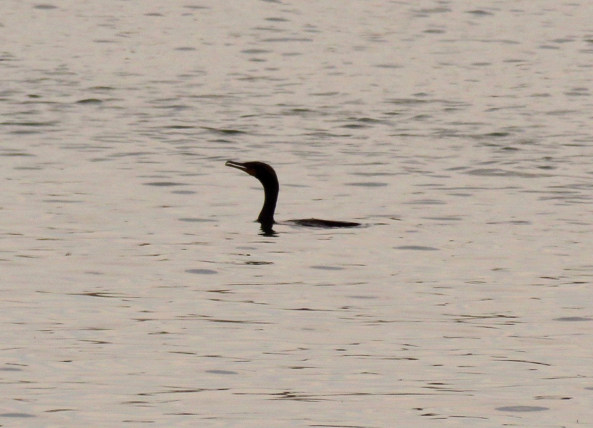 Double-crested Cormorant - ML436036301