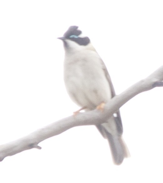 Black-chinned Honeyeater - ML436036391