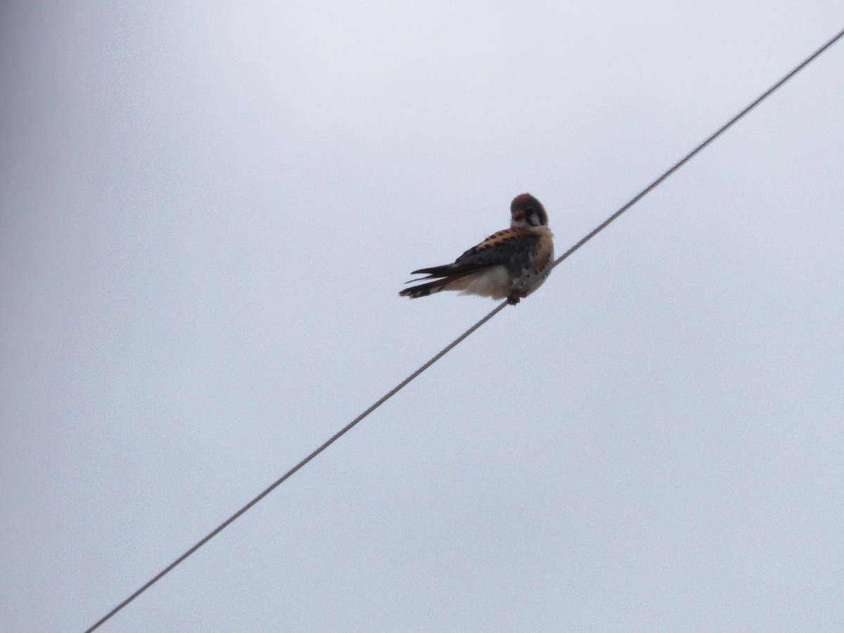 American Kestrel - ML436036601