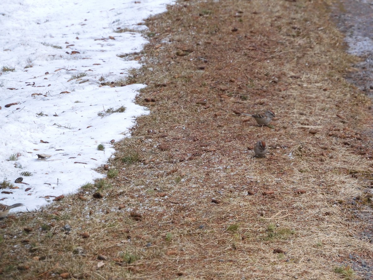 American Tree Sparrow - ML436036961