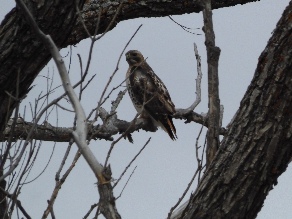 Red-tailed Hawk - ML436037231