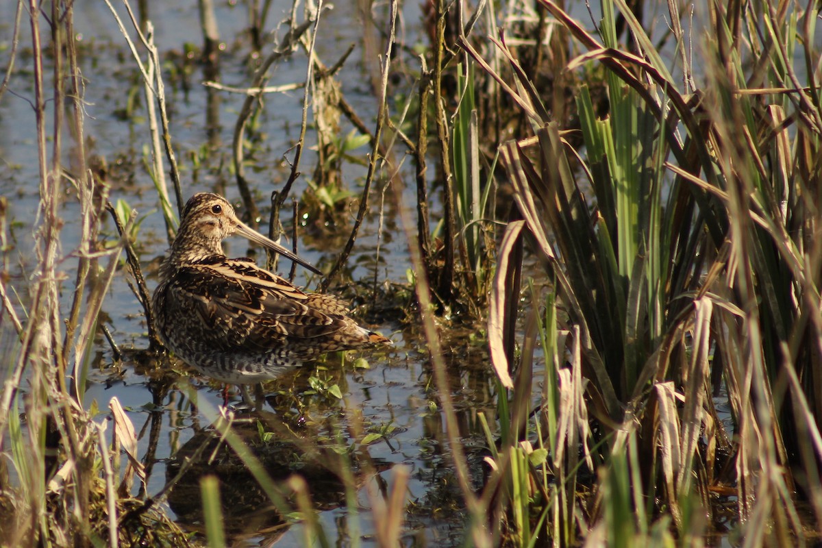 Common Snipe - Juliette Accadebled