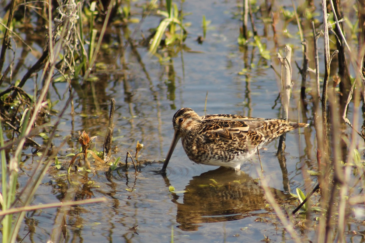 Common Snipe - Juliette Accadebled